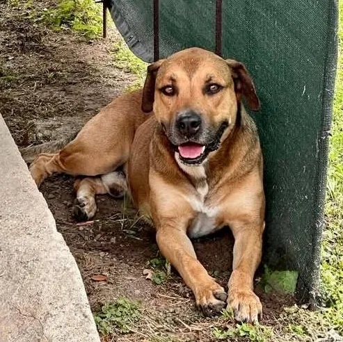 A young large-sized male Bicolor Hound dog named Nicky for adoption in Houston, TX
