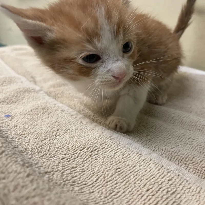 A baby small-sized male Orange / Red Domestic Short Hair cat named Pollo Loco for adoption in Pasadena, CA