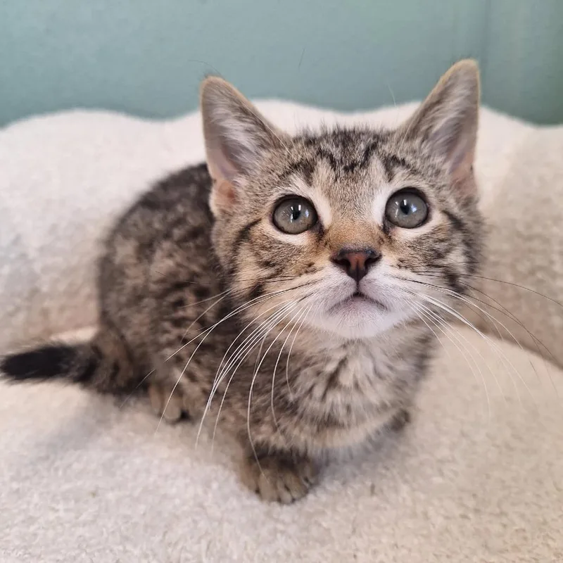 A baby small-sized male Brown / Chocolate Domestic Short Hair cat named North for adoption in Attica, NY