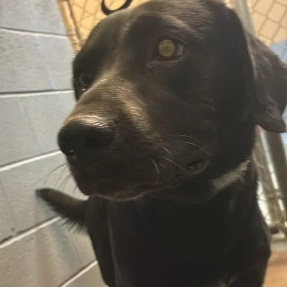 An adult medium-sized female Black Mixed Breed dog named Squigglepop for adoption in Gadsden, AL