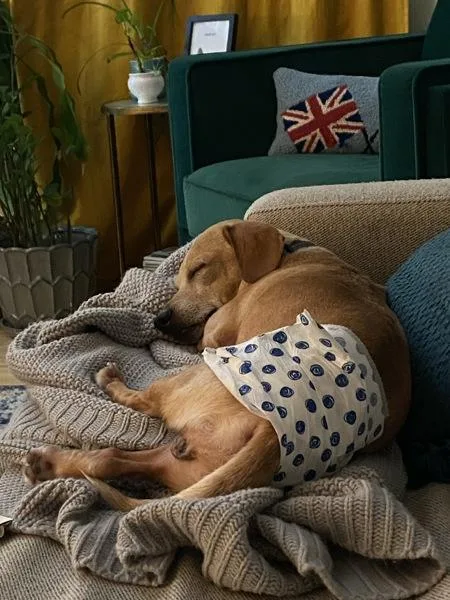 Handsome thumbnail 5