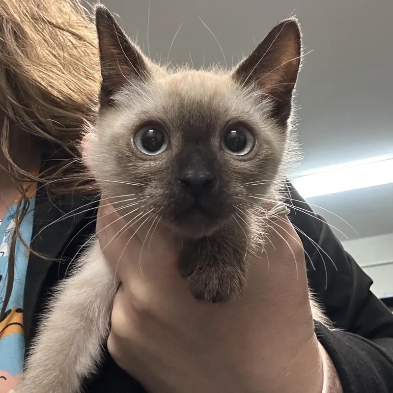 A baby small-sized male Cream / Ivory Domestic Short Hair cat named Thumb for adoption in Enfield, NH