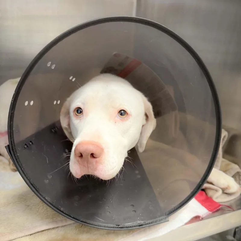 An adult medium-sized male Weimaraner dog named Rocky for adoption in Bastrop, TX