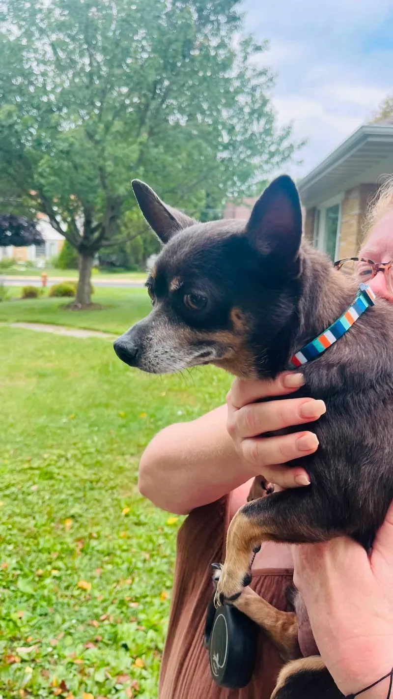 An adult small-sized male Tricolor (Brown, Black, & White) Chihuahua dog named Tooter for adoption in Clinton, WI