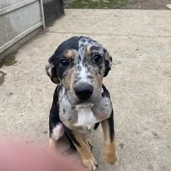 Sauerkraut thumbnail 2