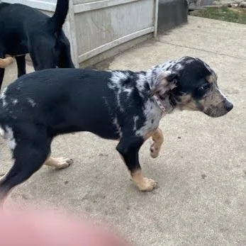 Sauerkraut thumbnail 3