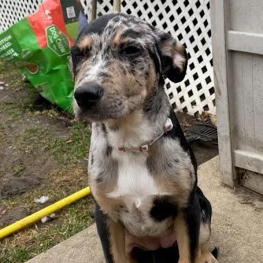 Sauerkraut thumbnail 4