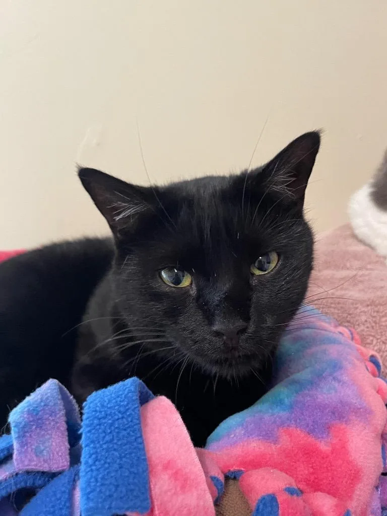 Snow White thumbnail 2