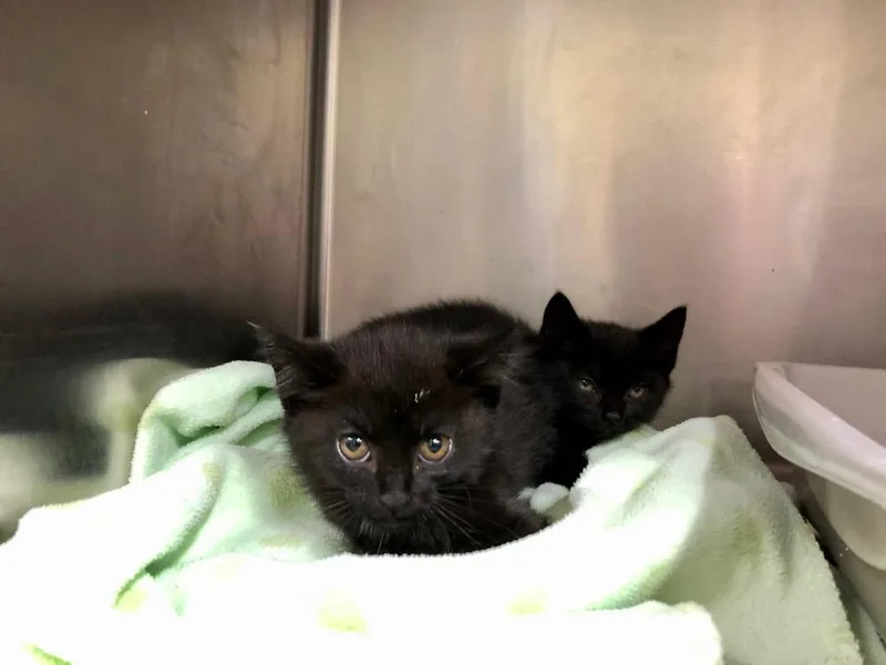 Snow White thumbnail 3