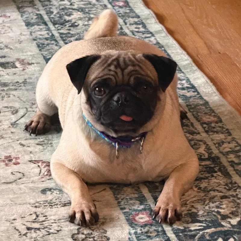An adult small-sized female Pug dog named Pumpkin for adoption in Sinking Spring, PA