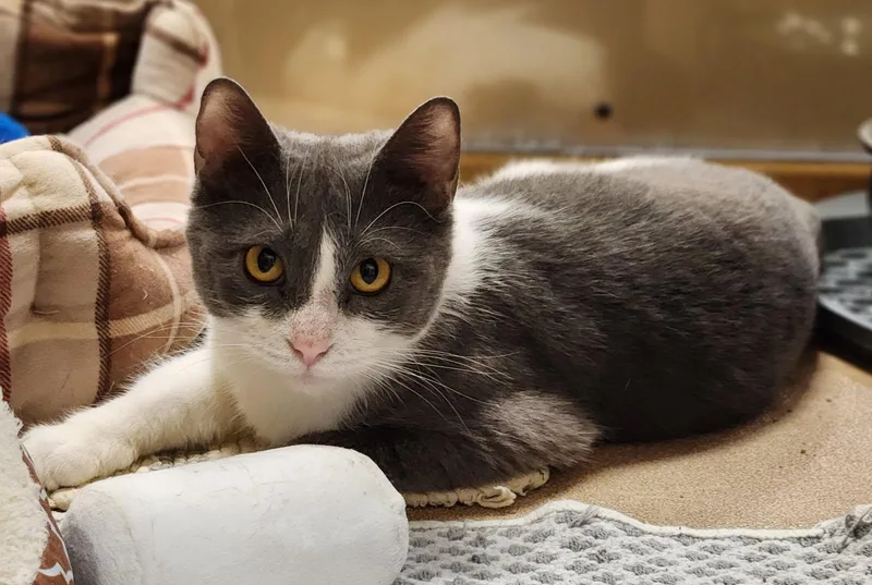 A young medium-sized female Domestic Short Hair cat named Tilly for adoption in Barrington Hills, IL