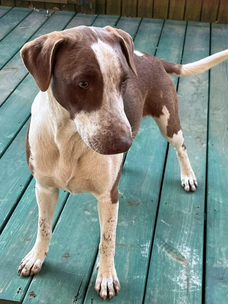 Cinnamon thumbnail 2