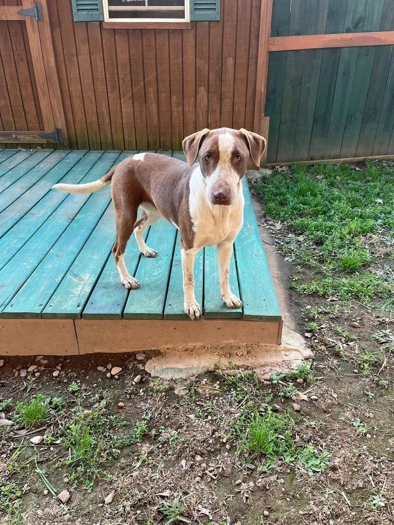 Cinnamon thumbnail 3