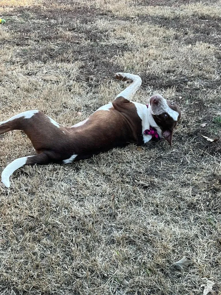 Cinnamon thumbnail 4