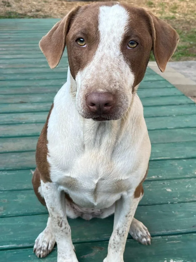 Cinnamon thumbnail 5