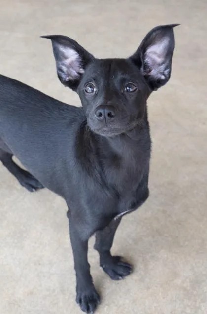 Zaza