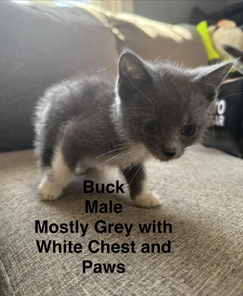 Buck