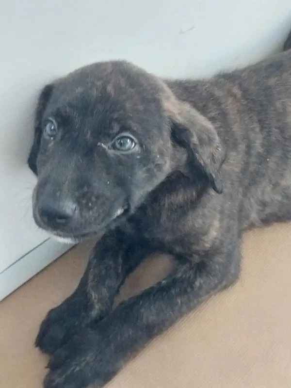 A baby small-sized male Terrier dog named Jon Snow for adoption in Cleveland, TN
