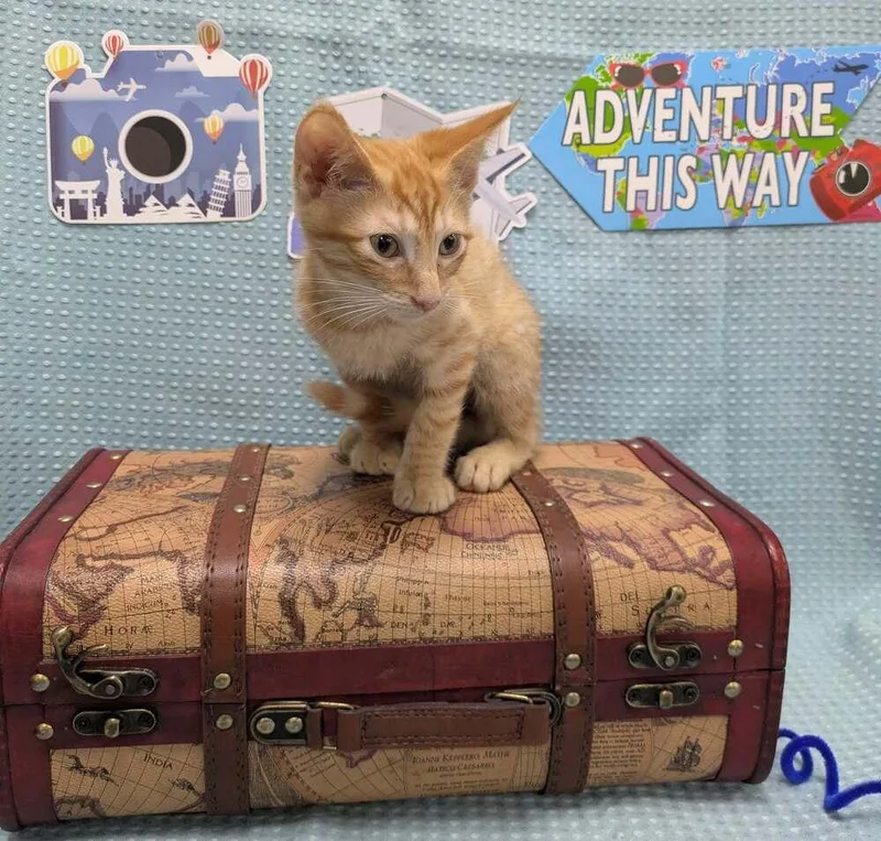 A baby small-sized male Tabby (Orange / Red) Domestic Short Hair cat named Murr for adoption in Raleigh, NC