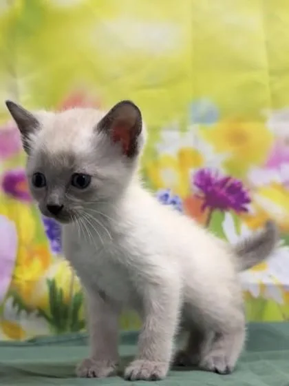 A baby small-sized female Siamese cat named Tofu for adoption in San Antonio, TX