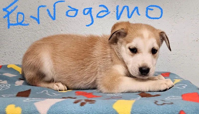 A baby small-sized male German Shepherd Dog named Ferragamo for adoption in Inglewood, CA