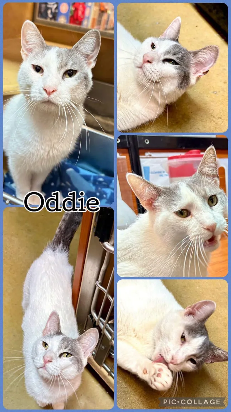 A young medium-sized male Tabby cat named Oddie for adoption in Lawton, OK