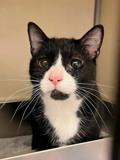 A senior medium-sized female Black & White / Tuxedo Domestic Short Hair cat named Millie for adoption in Webster, WI