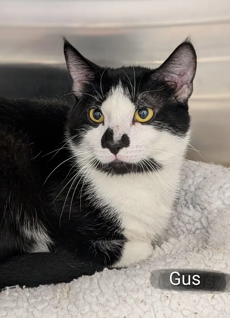 An adult medium-sized male Black & White / Tuxedo Domestic Medium Hair cat named Gus for adoption in Flint, MI