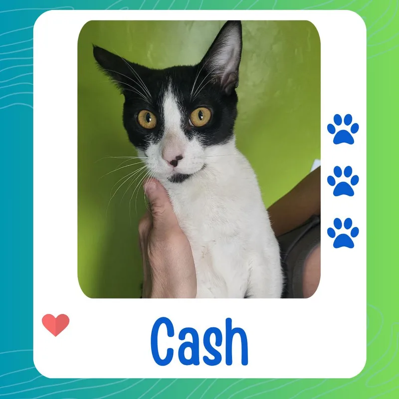 A baby small-sized male Domestic Short Hair cat named Cash for adoption in Tucson, AZ