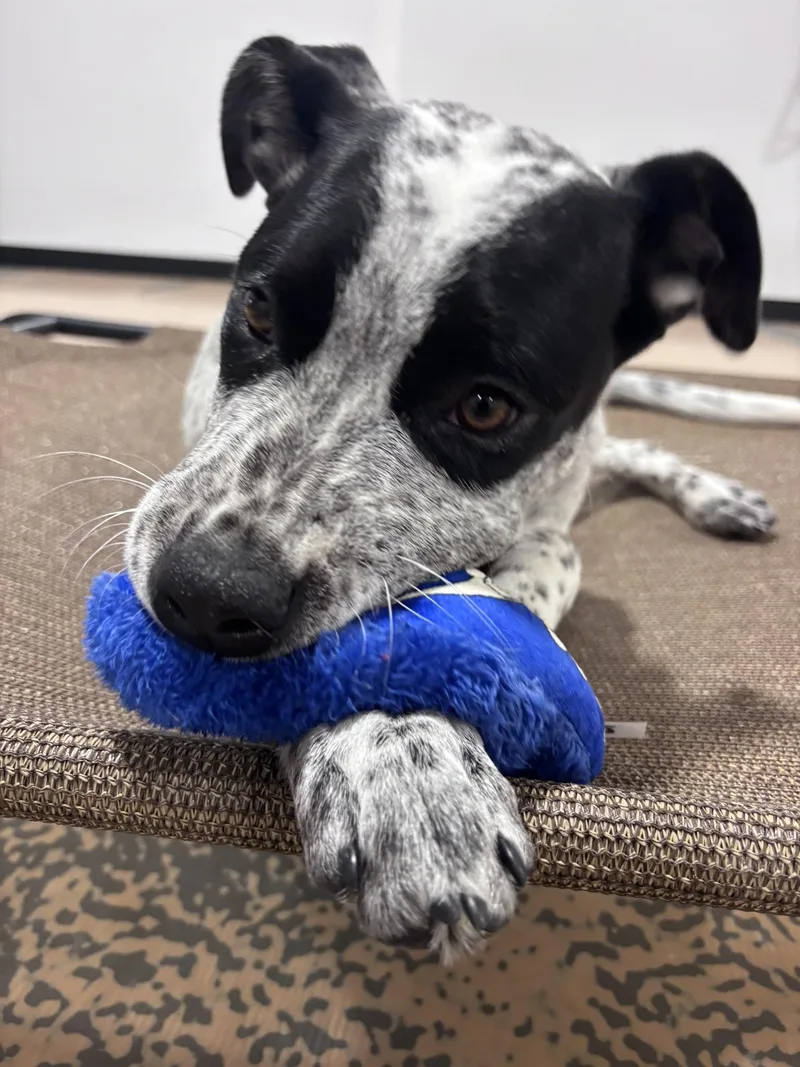 A baby medium-sized female Australian Cattle Dog / Blue Heeler dog named Cookie for adoption in Pembroke, MA