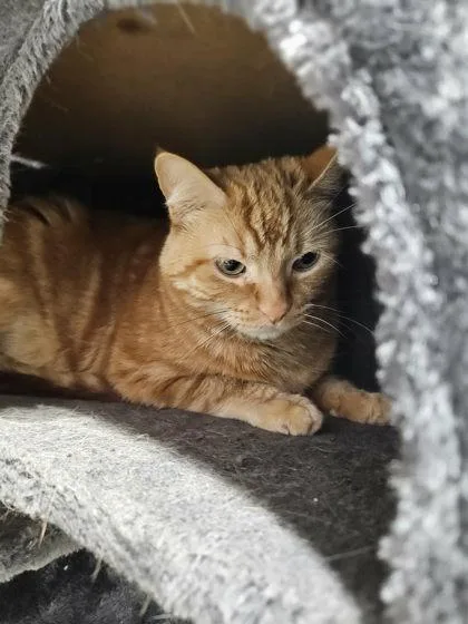 An adult small-sized male Domestic Short Hair cat named Akibe for adoption in Munster, IN