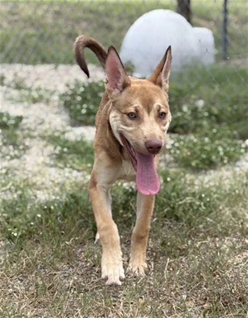 A baby small-sized female German Shepherd Dog dog named Audrina for adoption in Augusta, GA