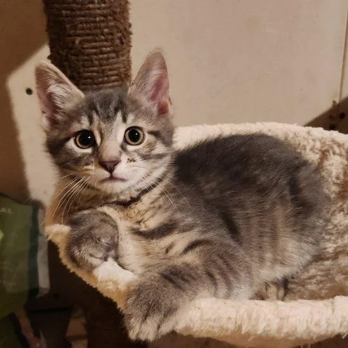A baby small-sized male Tabby (Gray / Blue / Silver) Domestic Medium Hair cat named Sawyer for adoption in Seven Valleys, PA