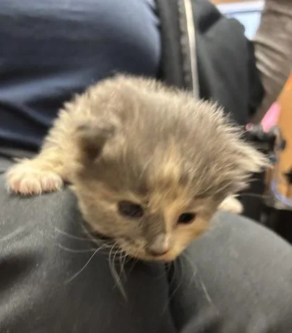 A baby small-sized female Domestic Medium Hair cat named Little Bo Peep for adoption in Chamblee, GA