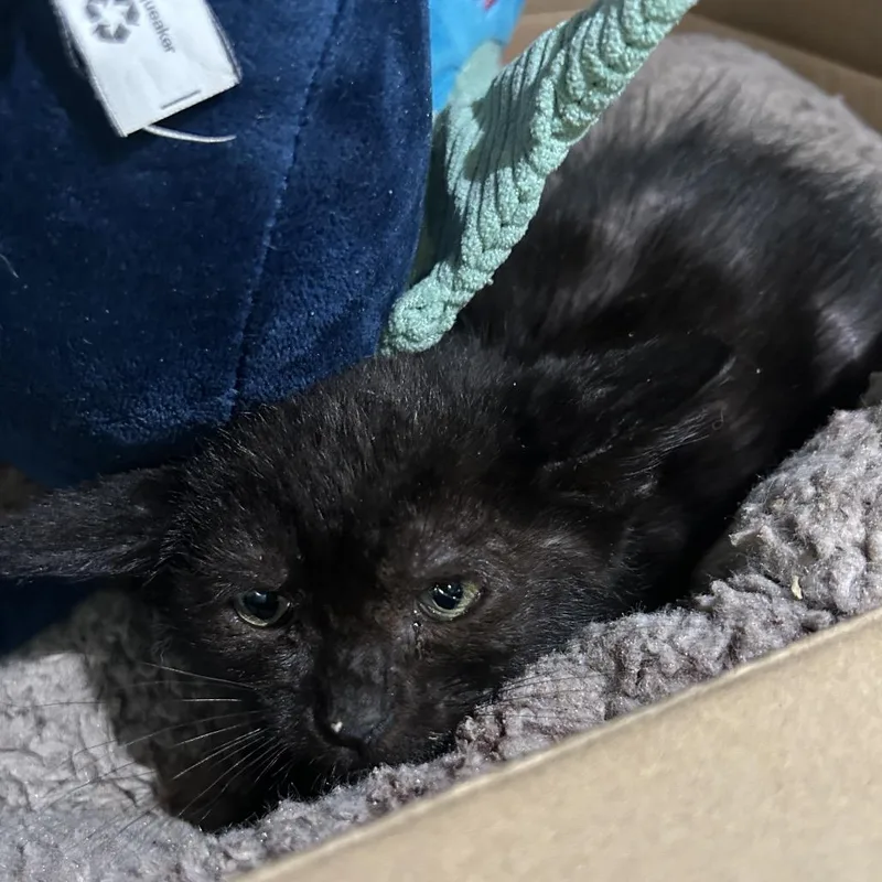A baby small-sized female Black Domestic Short Hair cat named Scrooples for adoption in Point Richmond, CA