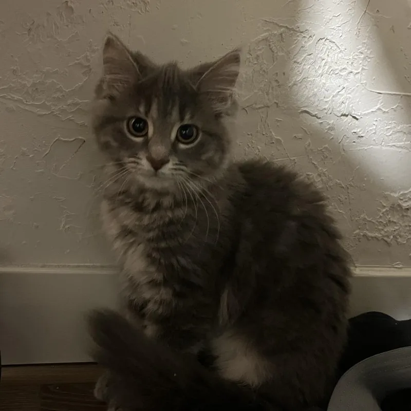 Marshmallow