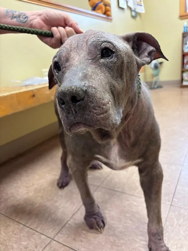 An adult medium-sized male Gray / Blue / Silver Pit Bull Terrier dog named Blu for adoption in Warren, PA