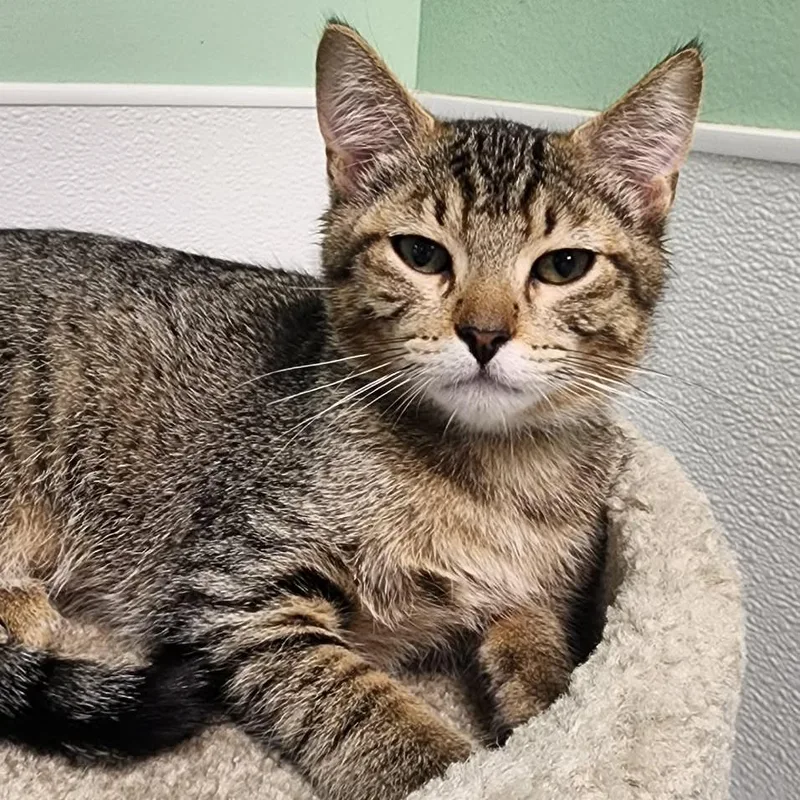 A baby small-sized male Brown / Chocolate Domestic Short Hair cat named Niko for adoption in Shinnston, WV