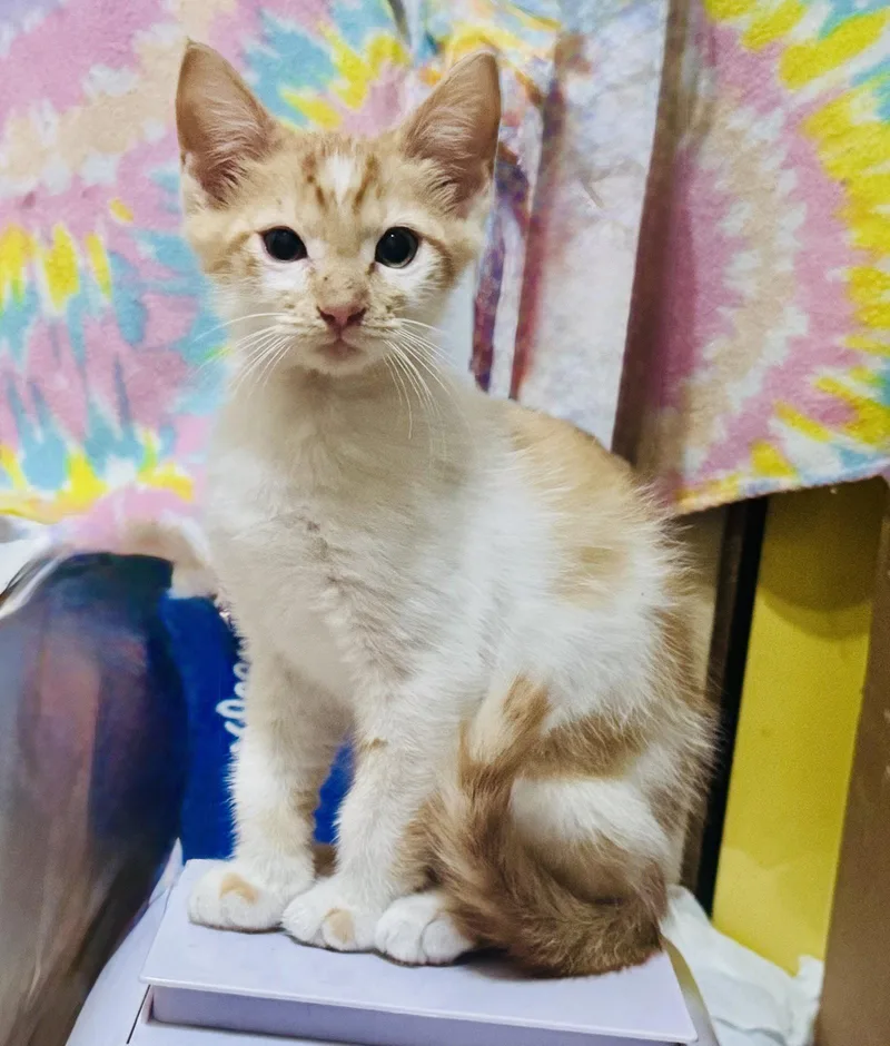 A baby medium-sized male Orange & White Tabby cat named Dalton for adoption in Pensacola, FL
