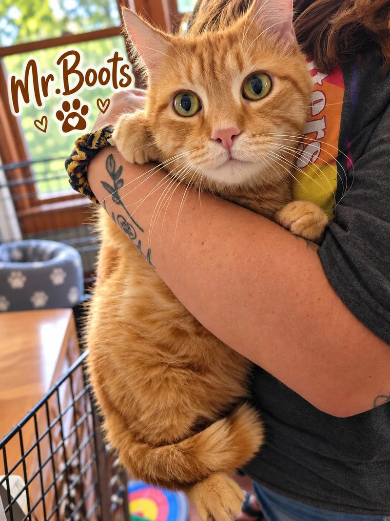 An adult medium-sized male Orange / Red Domestic Short Hair cat named Mr.Boots for adoption in Akron, OH