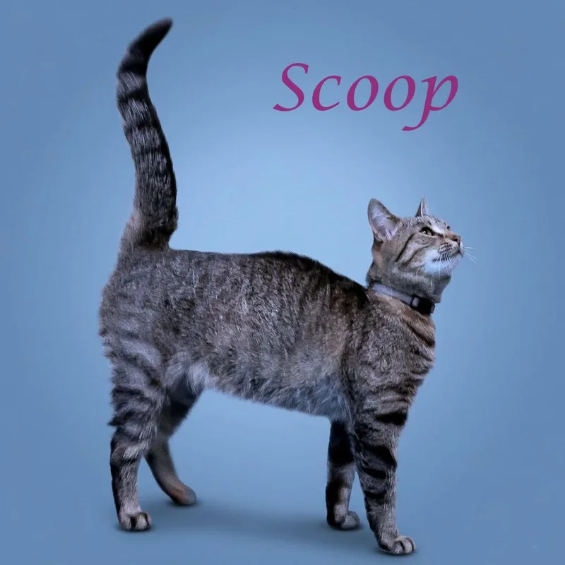 An adult medium-sized female Brown / Chocolate Domestic Short Hair cat named Scoop C for adoption in Lebanon, TN