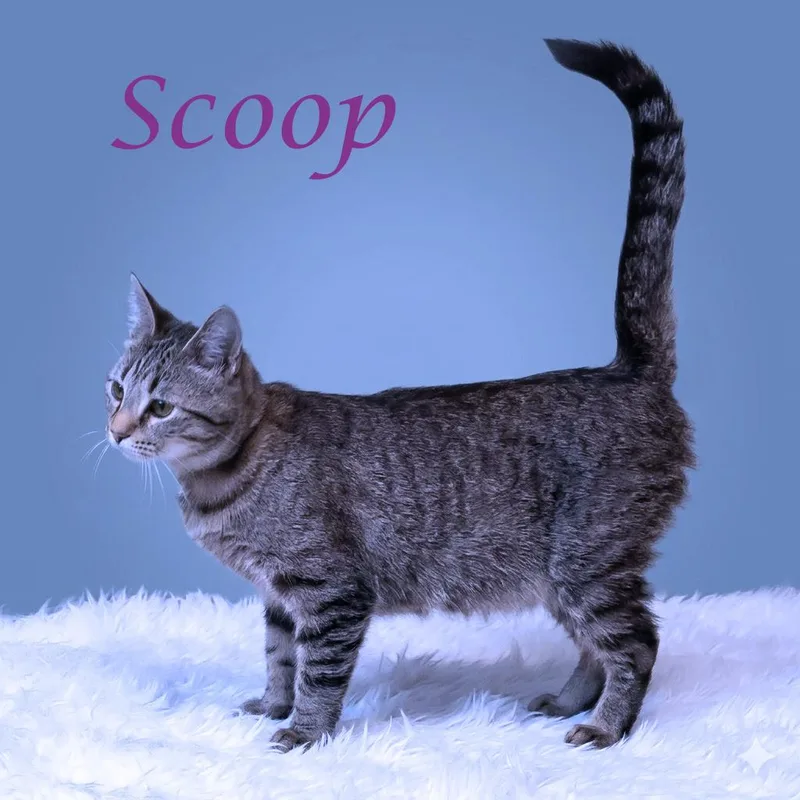 Scoop C thumbnail 2