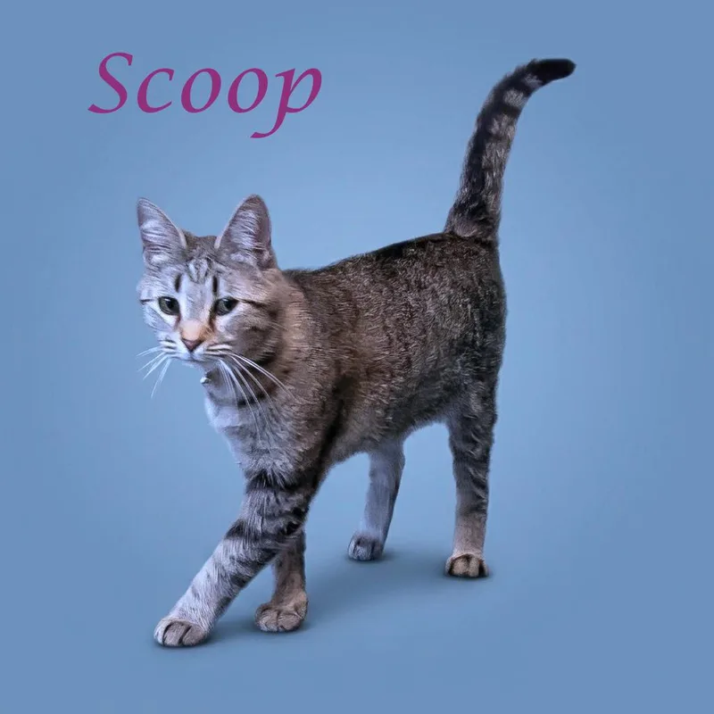 Scoop C thumbnail 3