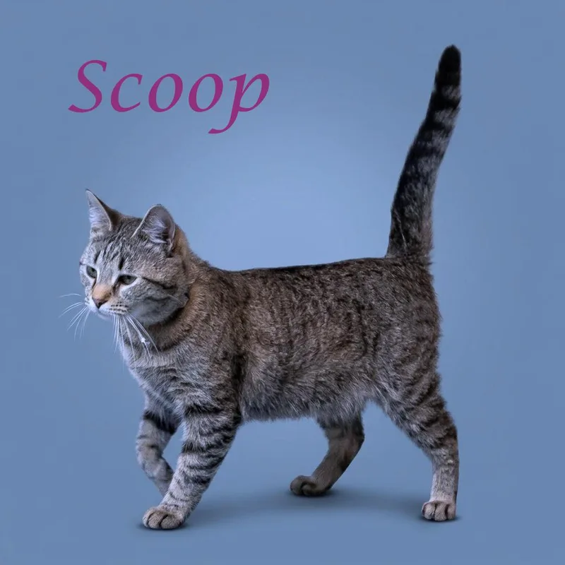 Scoop C thumbnail 4