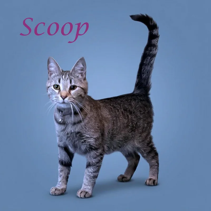 Scoop C thumbnail 5
