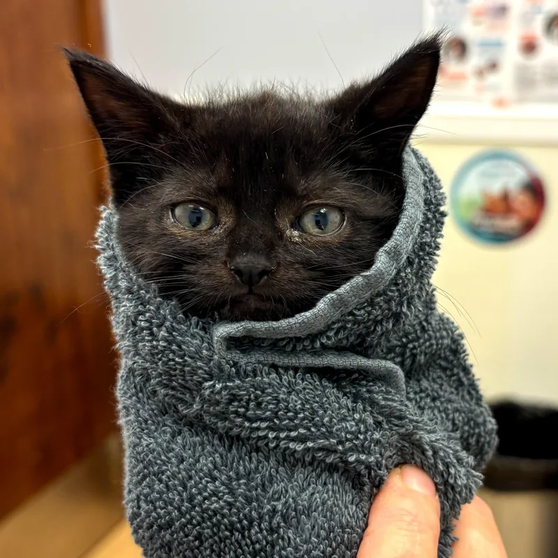 A baby medium-sized female Black Domestic Short Hair cat named Sandy Bae for adoption in Brooklyn, NY
