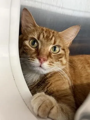 An adult medium-sized male Domestic Short Hair cat named Mclaren for adoption in Venice, FL