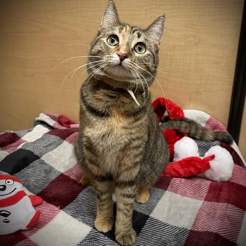 An adult large-sized female Domestic Short Hair cat named Chloe for adoption in Rochester, MN