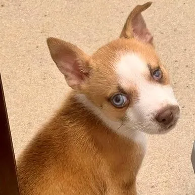A baby small-sized female White / Cream Mixed Breed dog named Hilley for adoption in Marshall, VA