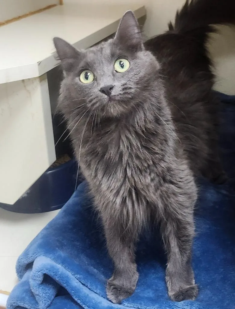 A young small-sized female Domestic Medium Hair cat named Ashena for adoption in Little Rock, AR